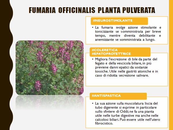 Fumaria estremo flashcard